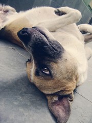 The Cute Dog lying on the floor.