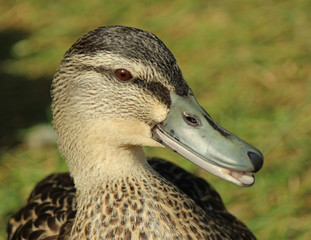 Mallard Duck in Australasia