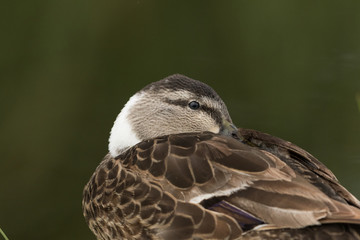 Mallard Duck in Australasia