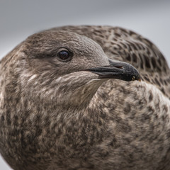 Herring Gull Juvenile