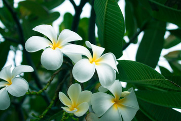 Fototapeta na wymiar Plumeria