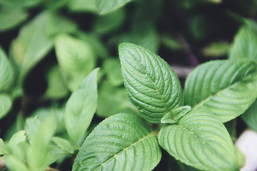 Mint leaves growing in the vegetable garden plant for herbs and food