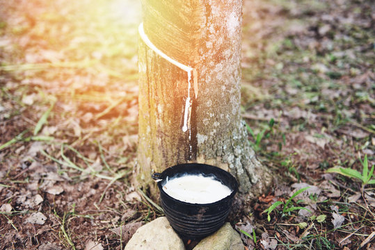 Rubber latex in bowl extracted from rubber tree plantation agriculture for natural latex