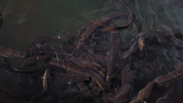 Eels feeding in the pond