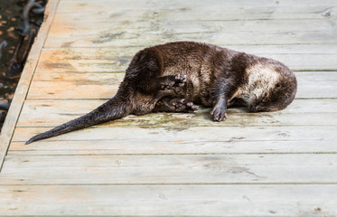River otter in the wild