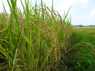 イネ／稲穂が伸びて垂れ下がった田んぼの風景