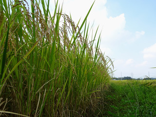 遠景のぼかしに青空と雲を背景として稲穂を見上げた風景