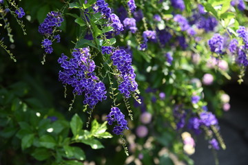 Duranta is a tropical flower that blooms in small clusters of blue-purple small flowers in summer.