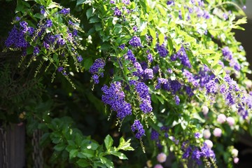 Duranta is a tropical flower that blooms in small clusters of blue-purple small flowers in summer.