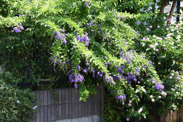 Fototapeta na wymiar Duranta is a tropical flower that blooms in small clusters of blue-purple small flowers in summer.