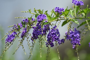 Fototapeta premium Duranta is a tropical flower that blooms in small clusters of blue-purple small flowers in summer.