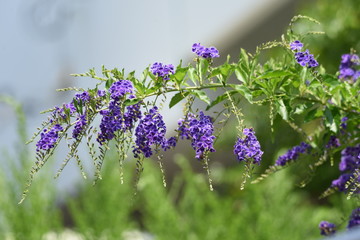 Duranta repens is a tropical flower that blooms in small clusters of blue-purple small flowers in summer.