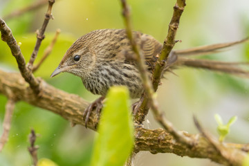 Fernbird Endemic Bush Bird of New Zealand