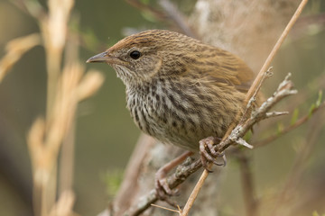 Fernbird Endemic Bush Bird of New Zealand