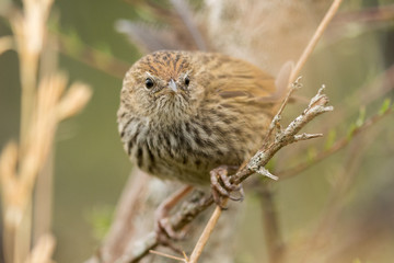 Fernbird Endemic Bush Bird of New Zealand