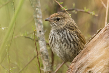 Fernbird Endemic Bush Bird of New Zealand