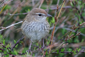 Fernbird Endemic Bush Bird of New Zealand