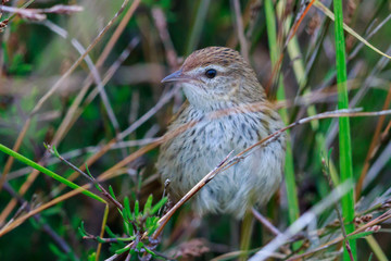 Fernbird Endemic Bush Bird of New Zealand