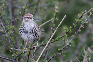 Fernbird Endemic Bush Bird of New Zealand