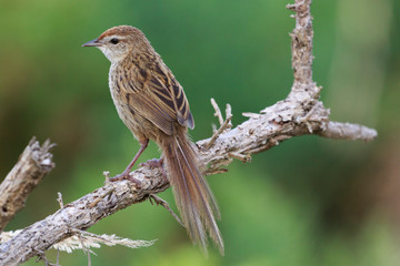 Fernbird Endemic Bush Bird of New Zealand