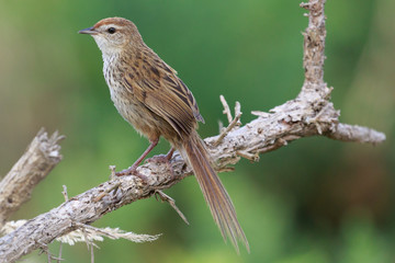 Fernbird Endemic Bush Bird of New Zealand