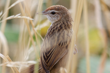 Fernbird Endemic Bush Bird of New Zealand