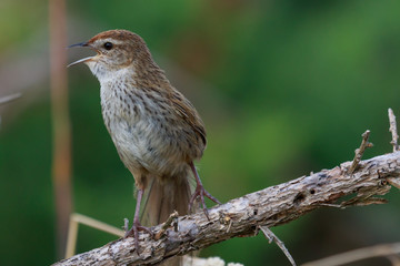 Fernbird Endemic Bush Bird of New Zealand