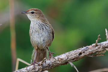 Fernbird Endemic Bush Bird of New Zealand