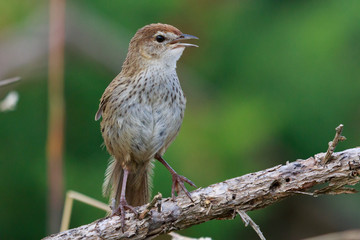 Fernbird Endemic Bush Bird of New Zealand