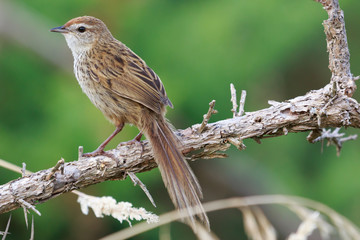 Fernbird Endemic Bush Bird of New Zealand