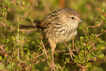 Fernbird Endemic Bush Bird of New Zealand