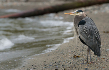 Heron