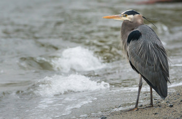 Heron