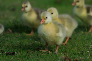 Greylag Goose