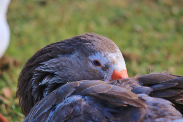 Greylag Goose