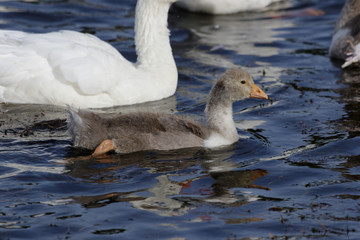 Greylag Goose