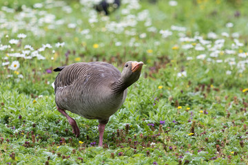 Greylag Goose