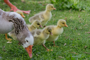 Greylag Goose