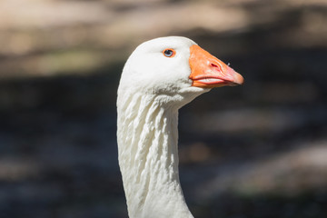 Greylag Goose