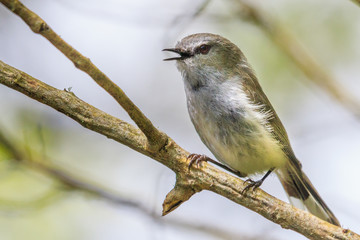 Obraz premium Grey Warbler Gerygone in New Zealand