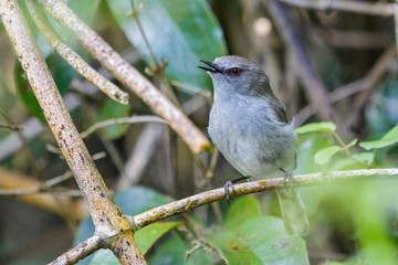 Grey Warbler Gerygone in New Zealand