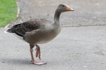 White Breasted Goose