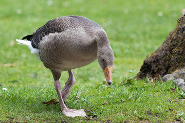 White Breasted Goose