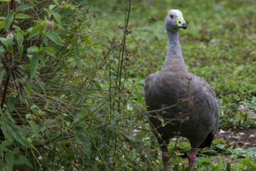 Cape Barren Goose in Australasia