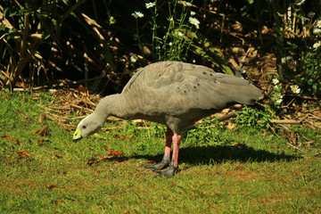 Obraz premium Cape Barren Goose in Australasia