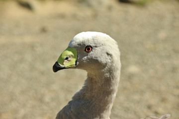Cape Barren Goose in Australasia