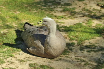 Cape Barren Goose in Australasia