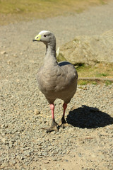 Cape Barren Goose in Australasia