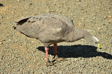 Cape Barren Goose in Australasia