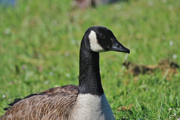 Canada Goose in Australasia